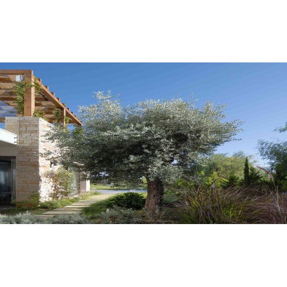 Villa in Paphos (downtown) (Paphos) Cyprus area 433m² , 6 image