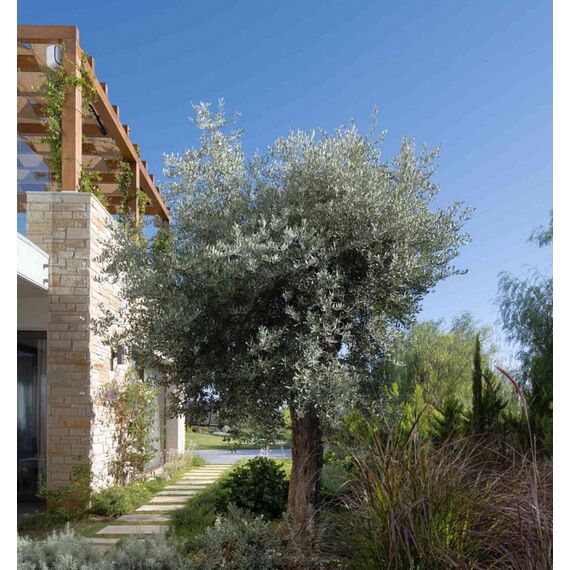 Villa in Paphos (downtown) (Paphos) Cyprus area 170m² , 6 image