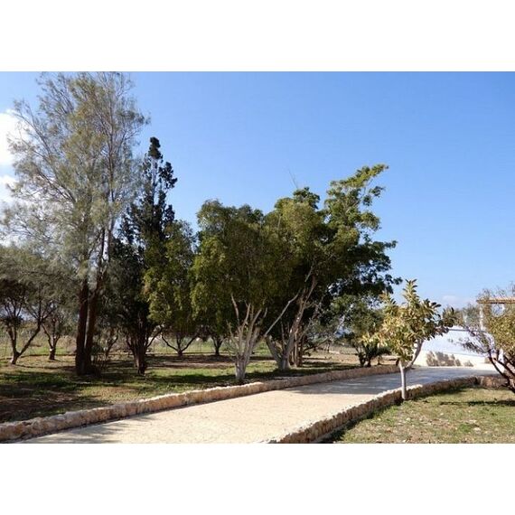 Villa by the sea in Paphos (downtown) Cyprus area 350m² 2 floors, 5 image